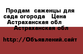 Продам  саженцы для сада огорода › Цена ­ 50 - Астраханская обл.  »    . Астраханская обл.